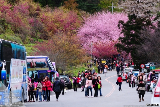太陽架好了背景櫻花鋪好了地毯你還不出門嗎（宜蘭＞武陵）(2012.2.26 新增賞櫻照）