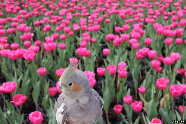 玄鳳名模寫真大公開