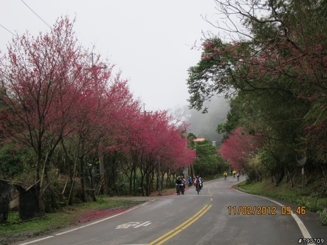 2012年櫻花季暨自行車逍遙遊活動-繽紛