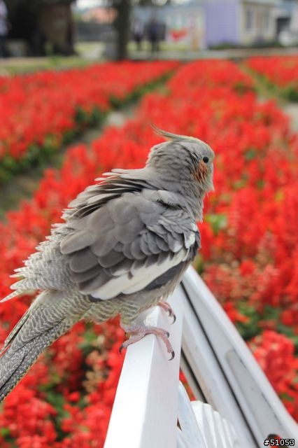 玄鳳名模寫真大公開