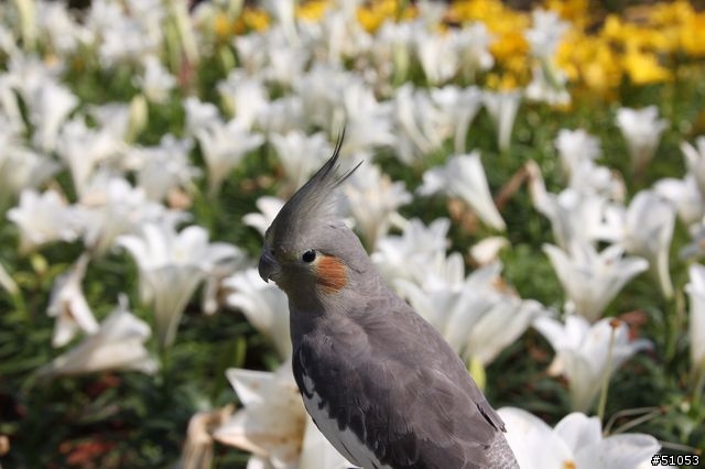 玄鳳名模寫真大公開