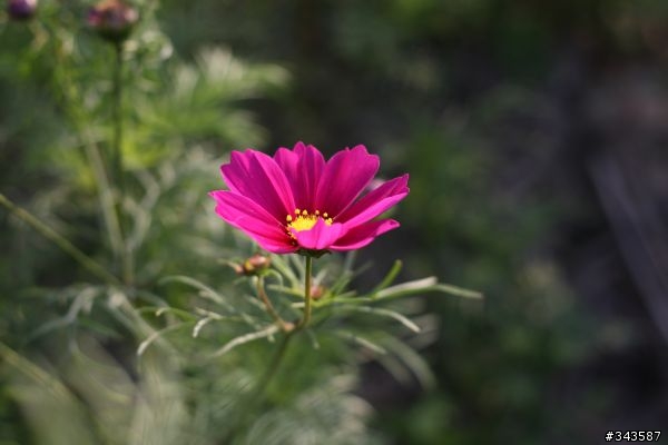 CANON EF 50mm F1.8 II拍花