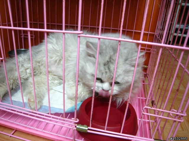 【送養】我是貓、我被遺棄在醫院。(台北-已送出)