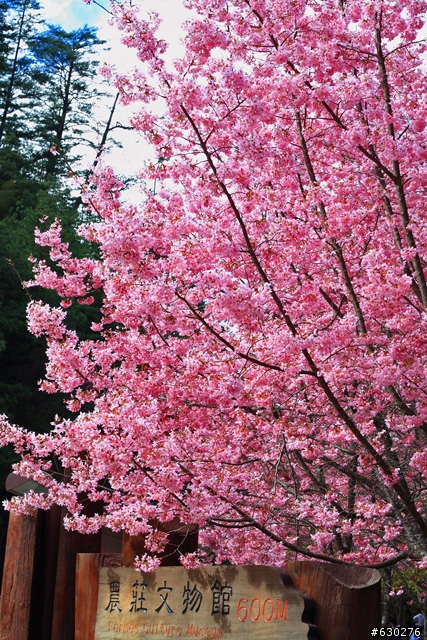 2012.02.22＿武陵農場～櫻花實況～（圖多請見諒）
