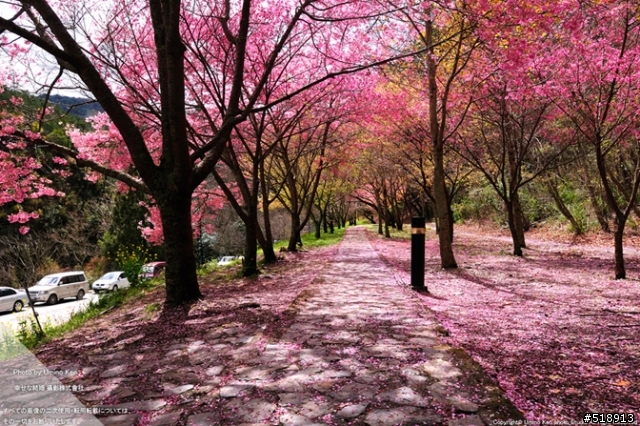 太陽架好了背景櫻花鋪好了地毯你還不出門嗎（宜蘭＞武陵）(2012.2.26 新增賞櫻照）