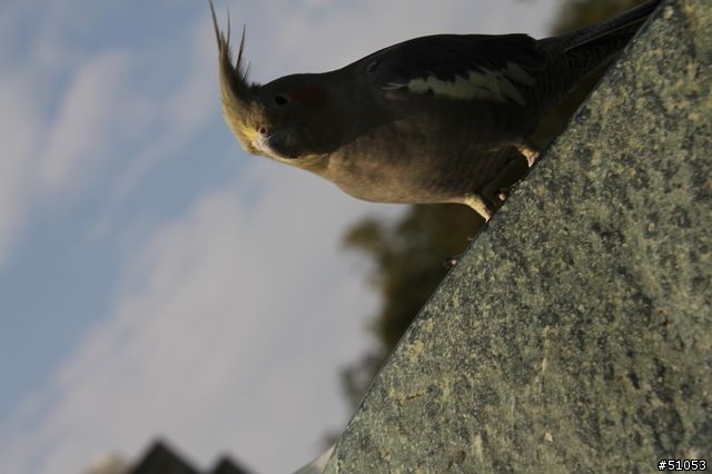 玄鳳名模寫真大公開