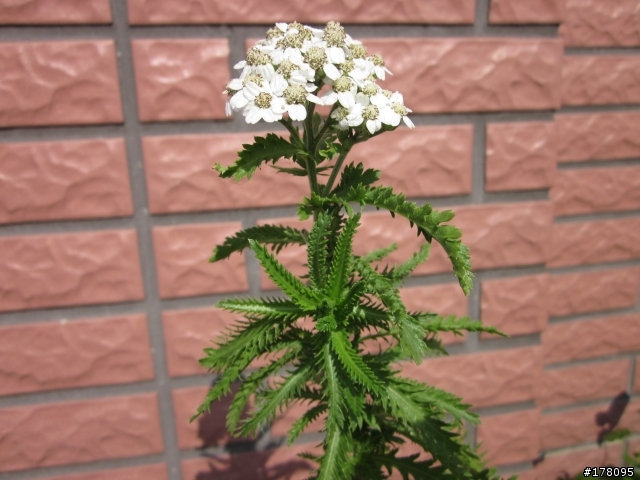 請問：各位幫小弟解惑  相片中是什麼植物？ 謝謝！