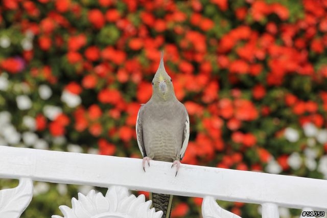 玄鳳名模寫真大公開