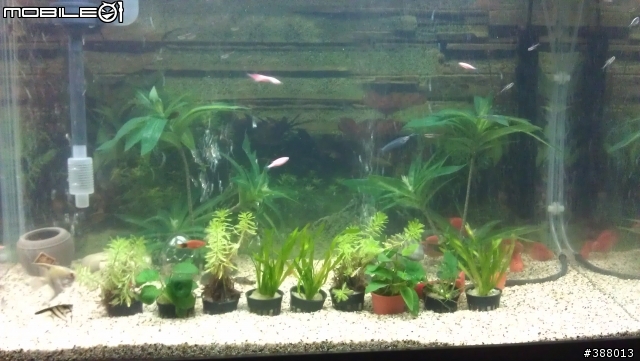 【附圖】新手養魚，出現陸續的死魚