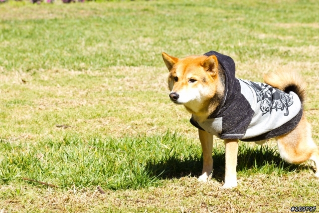 2012-02-14武陵農場