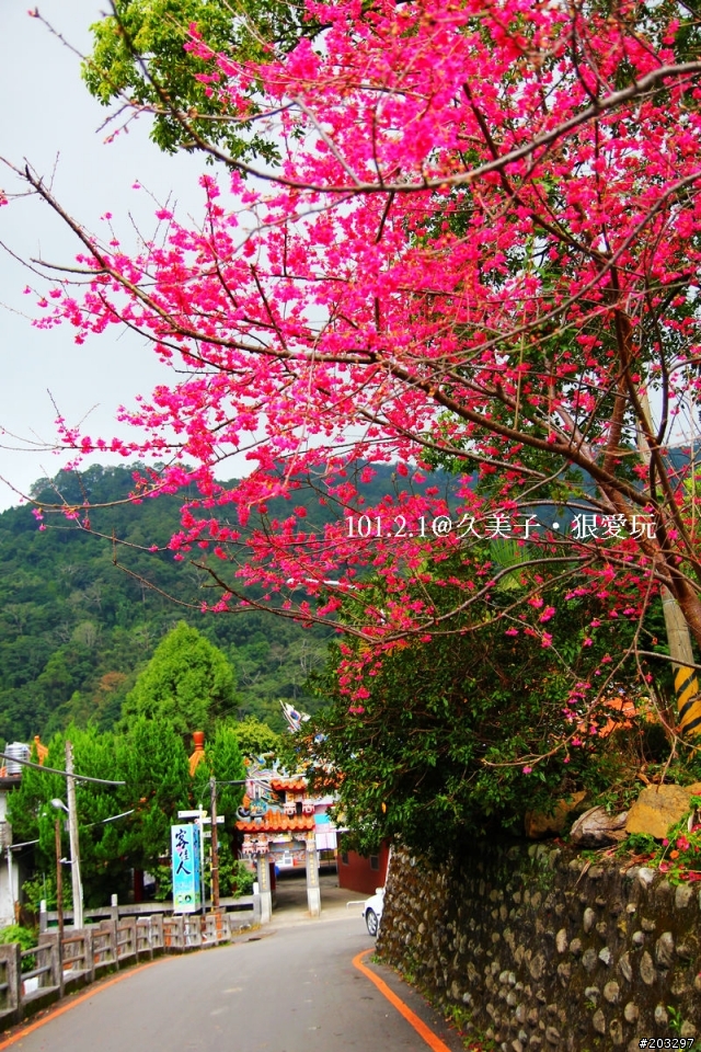 2012 橫山.內灣櫻花