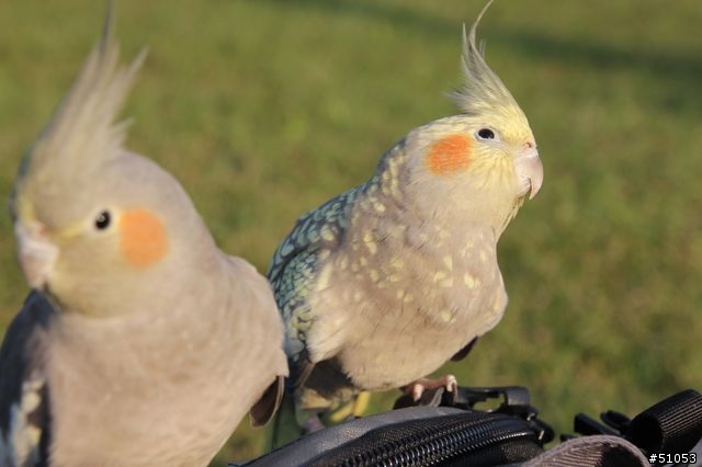 玄鳳名模寫真大公開