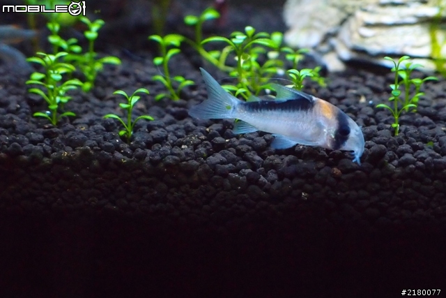 分享一下10公升小魚缸