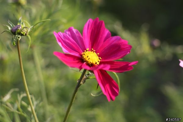 CANON EF 50mm F1.8 II拍花