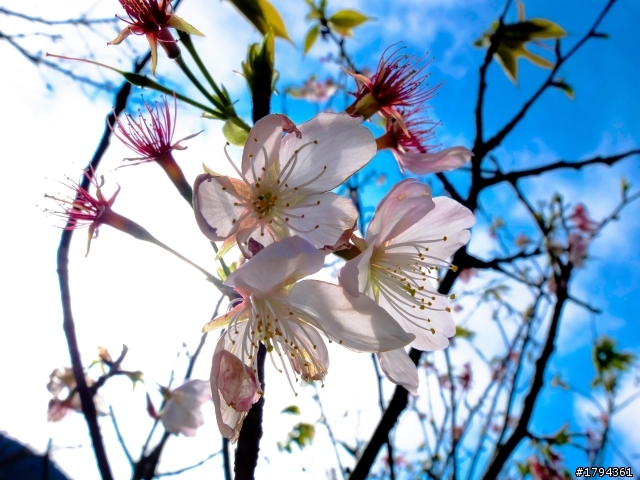 Sakura