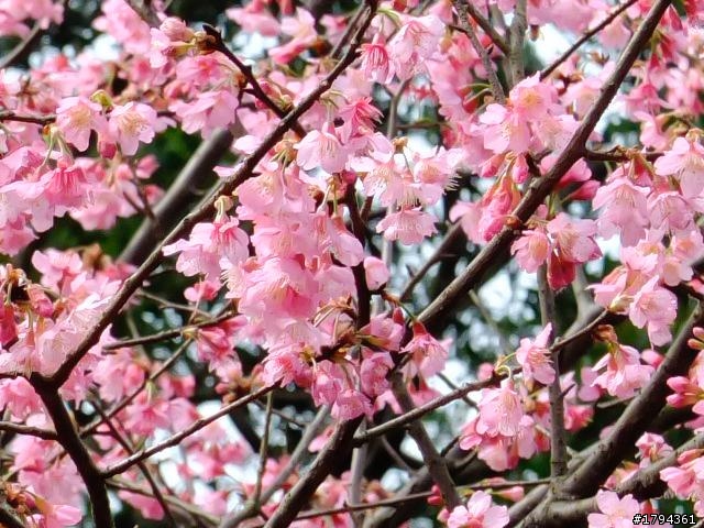 Sakura