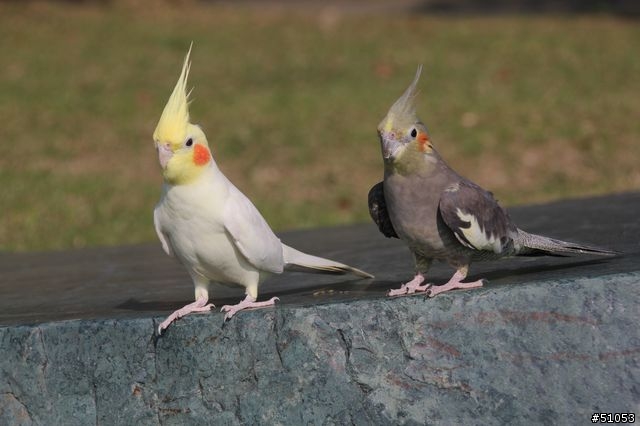 玄鳳名模寫真大公開