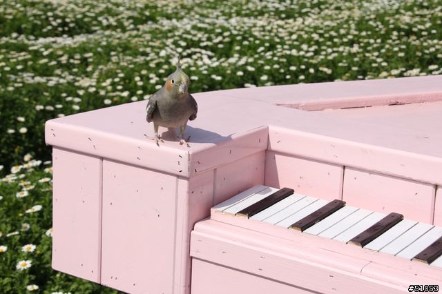 玄鳳名模寫真大公開