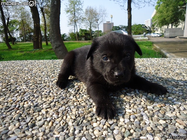 狗狗認養  一個月大 黑色小幼犬(歡迎認養)