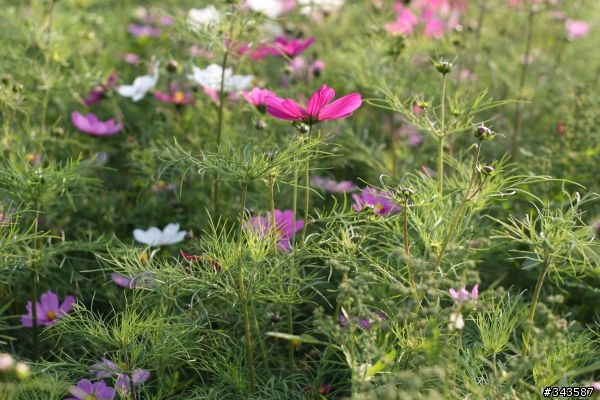 CANON EF 50mm F1.8 II拍花