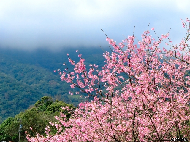 Sakura