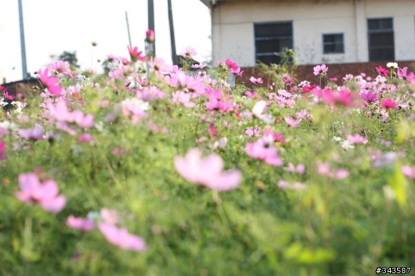 CANON EF 50mm F1.8 II拍花