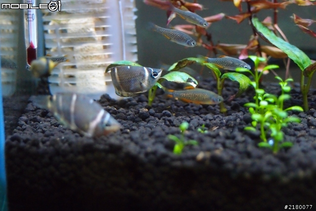 分享一下10公升小魚缸