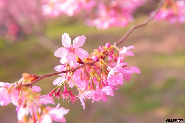 櫻花季~ 櫻花來蓋大樓囉~~
