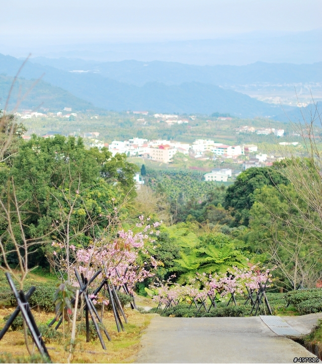 河津櫻 * 鹿谷 . 鳳凰茶園 ( 2012 / 02 / 5 花況 )