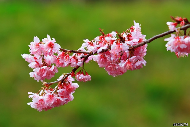 2012.02.22＿武陵農場～櫻花實況～（圖多請見諒）