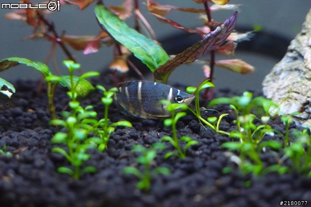 分享一下10公升小魚缸