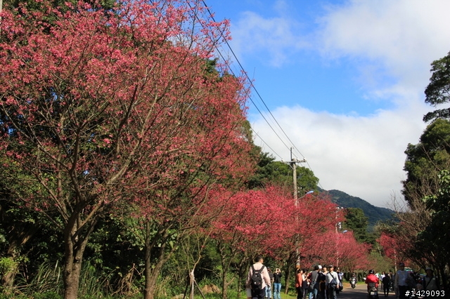 北投復興三路櫻花隧道+淡水滬尾櫻花大道