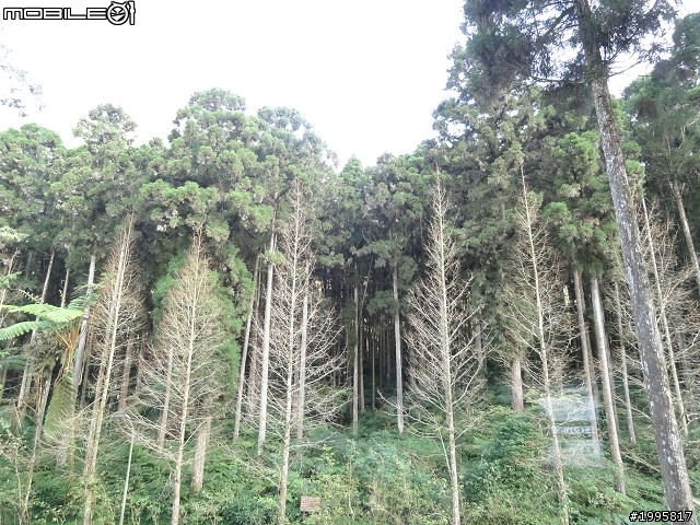 南投竹山-溪頭妖怪村-之旅展小地雷