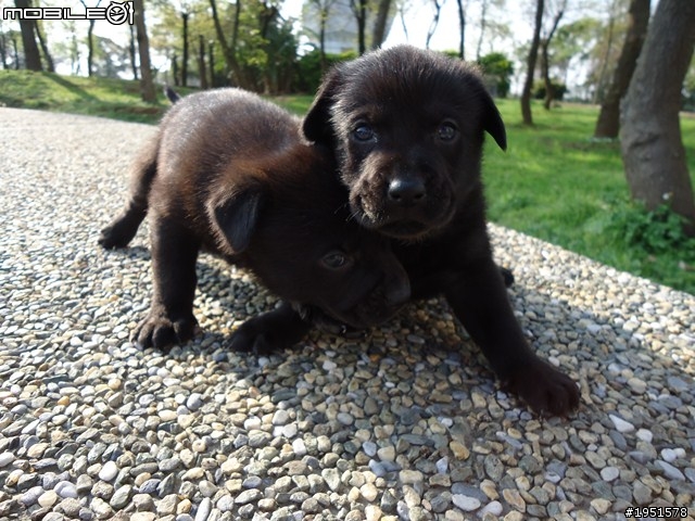 狗狗認養  一個月大 黑色小幼犬(歡迎認養)