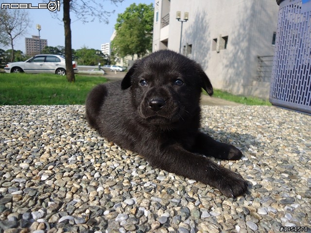 狗狗認養  一個月大 黑色小幼犬(歡迎認養)