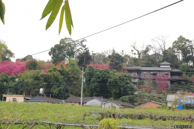 新社~櫻木花道