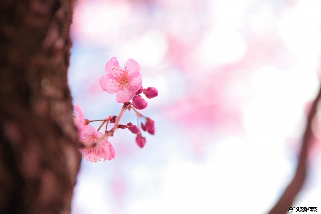 櫻花季~ 櫻花來蓋大樓囉~~