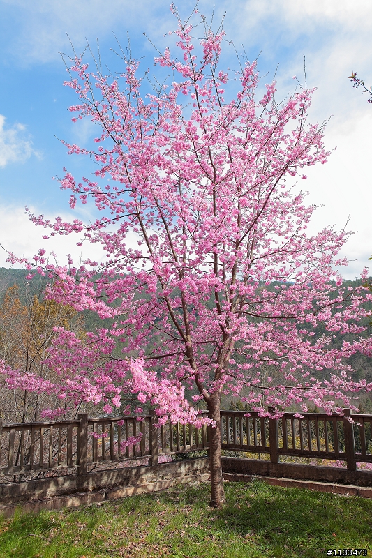 櫻花季~ 櫻花來蓋大樓囉~~