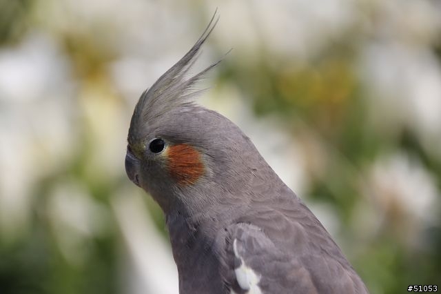 玄鳳名模寫真大公開