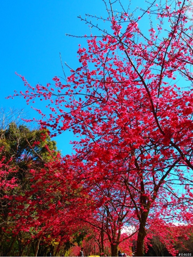 清境奧萬大兩日遊