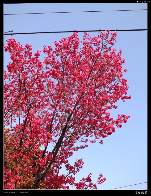 新社櫻花