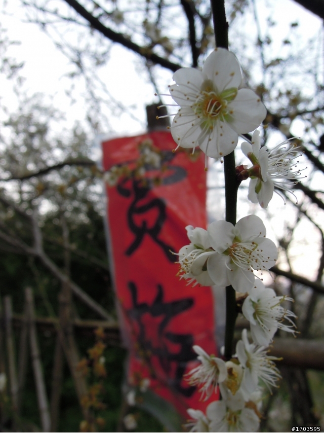 大雪山賞花賞鳥旅
