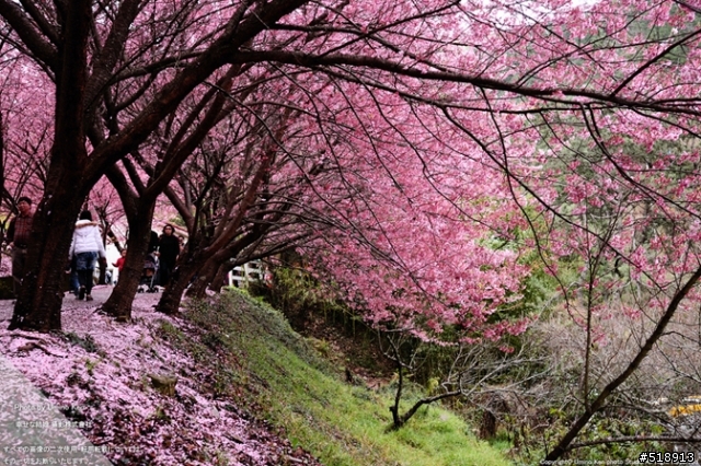 太陽架好了背景櫻花鋪好了地毯你還不出門嗎（宜蘭＞武陵）(2012.2.26 新增賞櫻照）