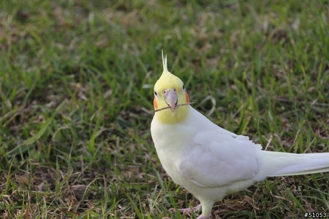 玄鳳名模寫真大公開