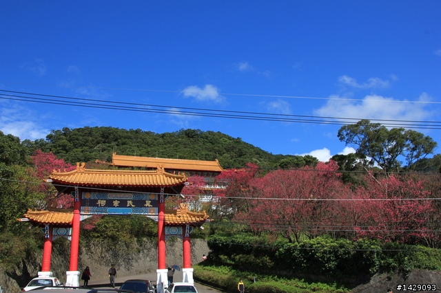 北投復興三路櫻花隧道+淡水滬尾櫻花大道