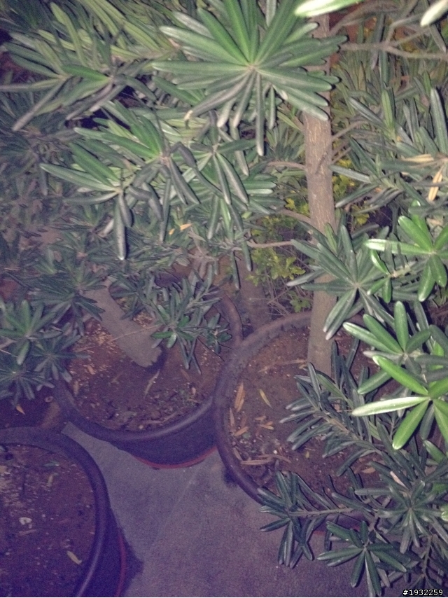 我的4S開閃光燈拍照怪怪的