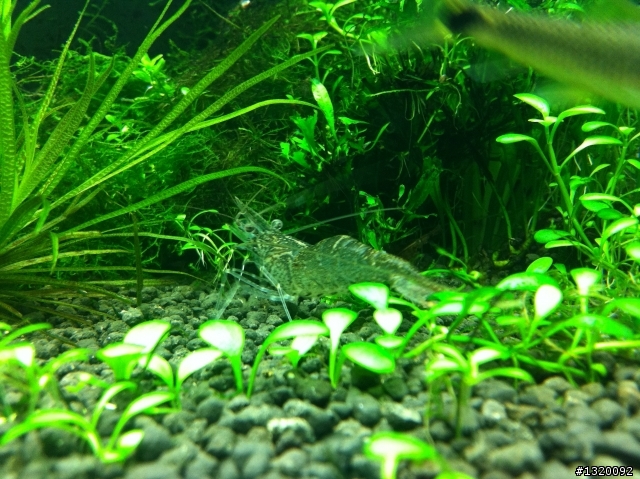 我在公司養的七彩神仙~不專業水草缸