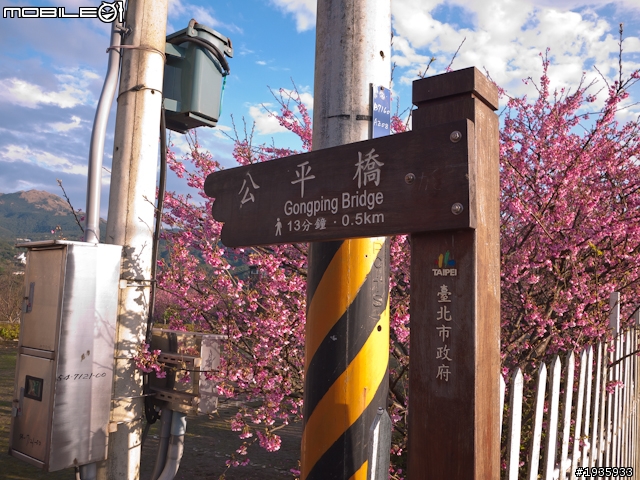 【GF2】櫻華燦爛@陽明山平菁街42巷