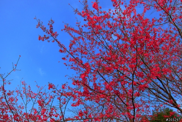 2012 橫山.內灣櫻花