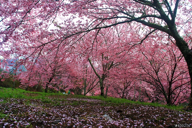 2012.02.22＿武陵農場～櫻花實況～（圖多請見諒）